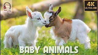 Baby Animals - Amazing World Of Young Animals  4K Scenic Relaxation Film 60FPS