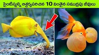 MOST UNIQUE SEA CREATURES IN WORLD  deep sea creature  facts in telugu  telugu news  top 10 fact