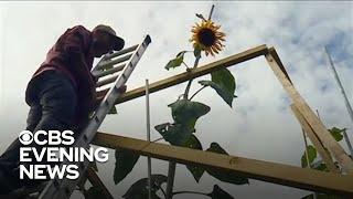 Ukrainian-American family in Indiana grows sunflowers as symbol of resistance