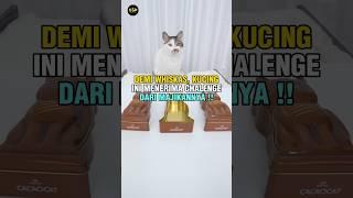 Kucing ini pintar banget ‼️ #shortsvideo #viral