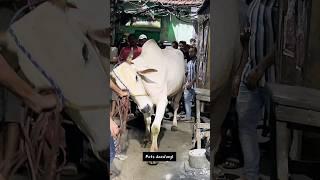 Angry Ox unloading video 2024 #angrycow #angrycowvideo #shorts #viral #trending