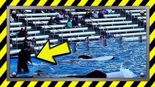 CRUEL? SHAMU SHOW GOES HORRIBLY WRONG AGAIN...WHY ARE WE WATCHING THIS?