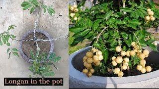 Growing  Longan Fruit Tree in a Pot