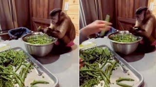 GEMES DAN LUCU. Seekor Monyet Tengah Membantu Majikannya Melakukan Pekerjaan Dapur