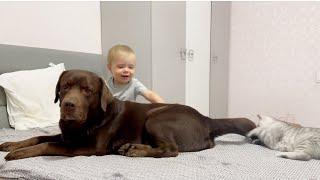 When an Adorable Baby and the Cutest Kitten Pet a Giant Retriever