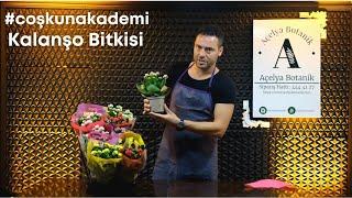 #coşkunakademi  Kalanşo Kalanchoe Bitkisi bakımı nasıl yapılır?  Ambalajında kalmalı mı?