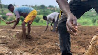 Challenges Of Growing Ginger after Ploughing the Land. 2023 Ginger Cultivation ongoing #viralvideo