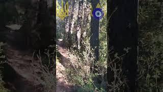 uzes_forest_4_Поверненя_у_Ліс.mp4