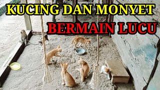 Kucing dan monyet bermain lucu ‼️ @Pemburu_Monster87