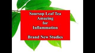 Soursop Leaf Tea is Amazing for Inflammation - Brand New Studies