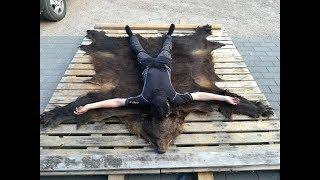 Karhun nahan parkkaus kotikonstein Tanning of bear skin