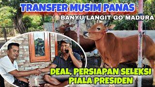 DEAL ‼️‼️BANYU LANGIT TRANSFER SAPI KE TIM LIBAS TEMPUR  DI BAYAR TUNAI OLEH BUNG TONO