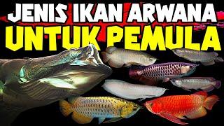 JENIS JENIS IKAN ARWANA UNTUK PEMULA