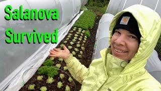 Salanova Lettuce First Cut & Transplant Timing + Selling at Garden & Market