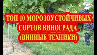 ТОП 10 МОРОЗОСТОЙКИХ СОРТОВ ВИНОГРАДА. ВИННЫЕ ТЕХНИКИ  TOP 10 FROST-RESISTANT GRAPES