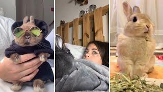 Os Coelhos mais FOFOS e ENGRAÇADOS do TikTok  Animais Fofos