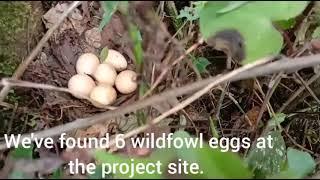 Wild chicken eggs in a nest #wildlife