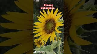 sunflower #sunflower #honeybee #youtube #viral #shorts #subscribe #kokan #organicfarming #farmer