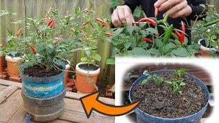 How To Grow Chilli Pepper In Self-Watering Pots For Busy People