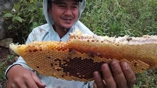 NEKAT BERBURU MADU ASLI HINGGA MENGHASILKAN BANYAK 