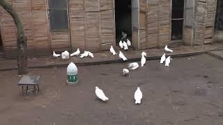 Уважаемые первый день выпуск белых голубей....