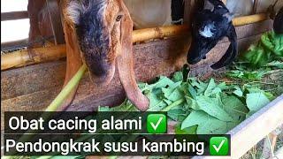 Manfaat daun pepaya bagi kambing  obat cacing alami  pendongkrak susu kambing