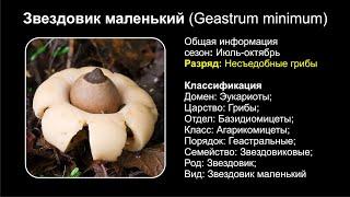 Звездовик маленький Geastrum minimum