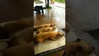 Its right to eat dog meat when it rains #shorts