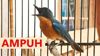 Burung tledekan gunung gacor PIKAT‼️ Suara MASTERAN sulingan bakau jongkangan srdc bahan agar BIRAHI