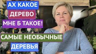 САМЫЕ НЕОБЫЧНЫЕ И ПРЕКРАСНЫЕ ДЕРЕВЬЯ ДЛЯ ВАШЕГО САДА