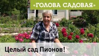 Голова садовая - Поговорим о Пионах