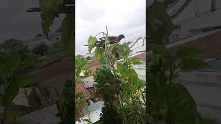 rainbow lorrikeets on my sunflowers