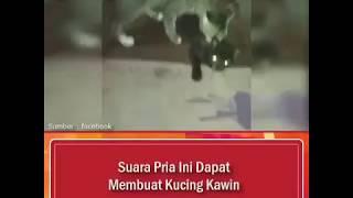 GOKIL... Suara Pria Ini Dapat Membuat Kucing Kawin..