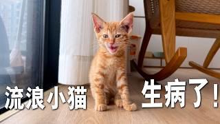 我捡的小猫突然生病了，治疗还是放弃？