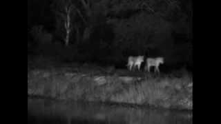 Pride Of Lions at Djuma - Feb 10 2014