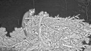 24 July 01 07  First PINE MARTEN visit of the season  ©️RSPBLochGarten&WildlifeWindows