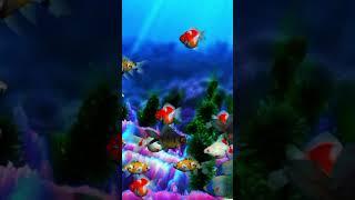 FISH COLOUR AQUARIUM #fish #shorts  #ikanglofish world ikan koi 184