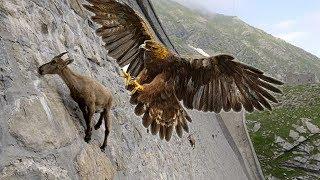 Eagles hunting Mountain goat  Lets watch the Eagles use their skills to catch the Mountain goat