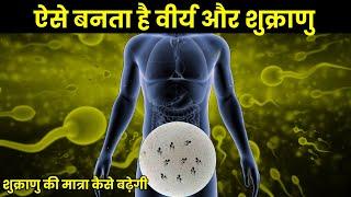 शरीर मे वीर्य कैसे उत्पन्न होता है ? Process Of Semen Formation In Body ? spermatogenesis