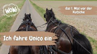 Ich fahre Unico ein - das erste Mal vor der Kutsche