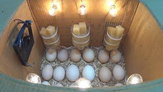 How to make an incubator at home and hatch chickens  كيف تصنع حاضنة في المنزل وتفقس الدجاج