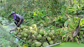 Coconut Paradise Amazing Coconut Cutting Crazy Speed - Thai Street Food