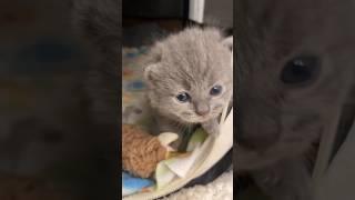 Caught Bear jr  crawling out of his playpen making his way to my bedroom  #britishshorthair