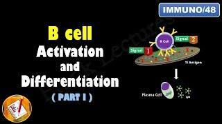 B cell Activation and Differentiation PART 1 T Independent Activation FL-Immuno48