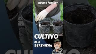 BERENJENAS aprende a CULTIVAR #shortsvideo