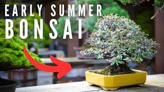 Bonsai in Early Summer - Shade Cloth Placement & Styling