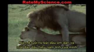 Lion sex twice an hour Rate My Science