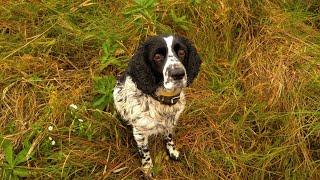 EVERYONE WANTS A GOOD DOG Russian hunting spaniel. Puppy education.