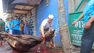 Penyembelihan Hewan Qurban Kerbau di Pondok Pesantren Terbuka Gratis Al Isyraq