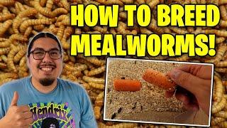 How To Breed Mealworms Mealworm Farming 101
